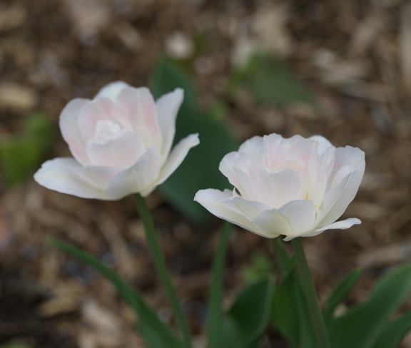Tulipes jardin Gatineau, QC