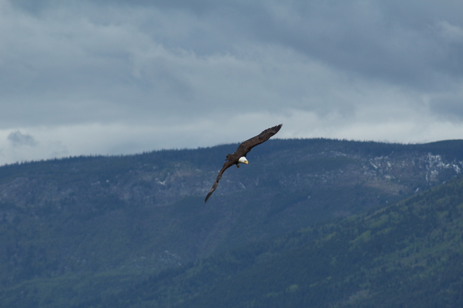 Bald Eagle being chased by two Red-winged Blackbirds at the Salmon Arm Wharf. Salmon Arm Wharf, Marine Park Drive, Salmon Arm, BC