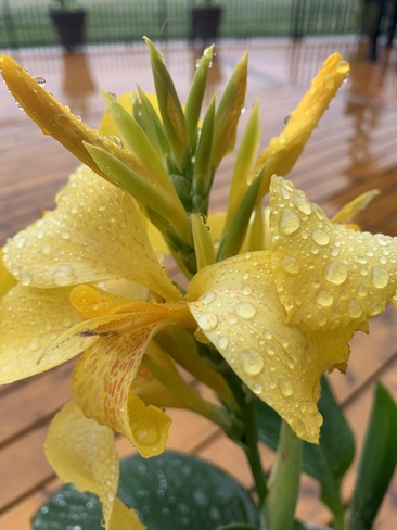 Canna lily brightens my rainy day Hamilton, Ontario, CA