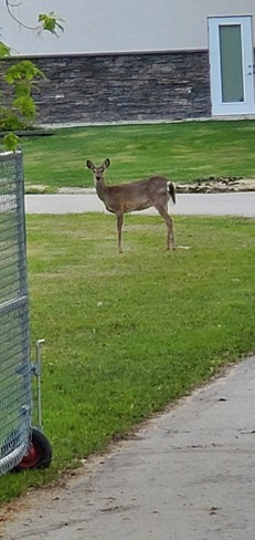deer Winnipeg, MB