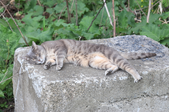 chat se repose Saint-Jean-sur-Richelieu, QC