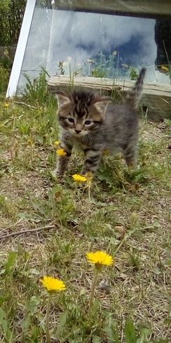 Tommy's first time outside! Sandridge, MB