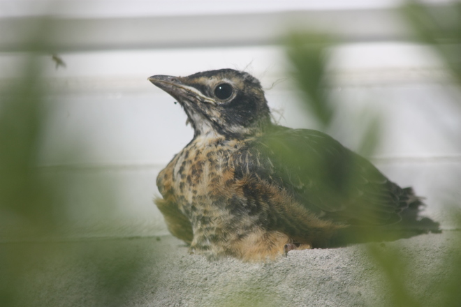 Baby Robin Bowmanville, ON
