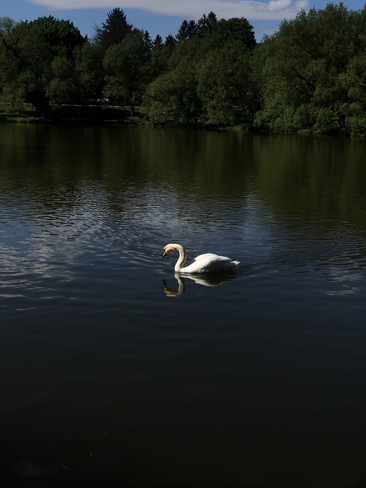 Swan in Stratford Stratford, Ontario, CA