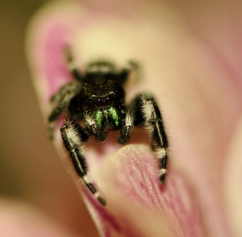 bold jumping spider. Georgetown, ON