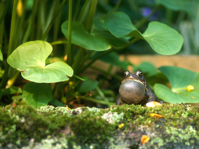 American toad serenade Belleville, ON