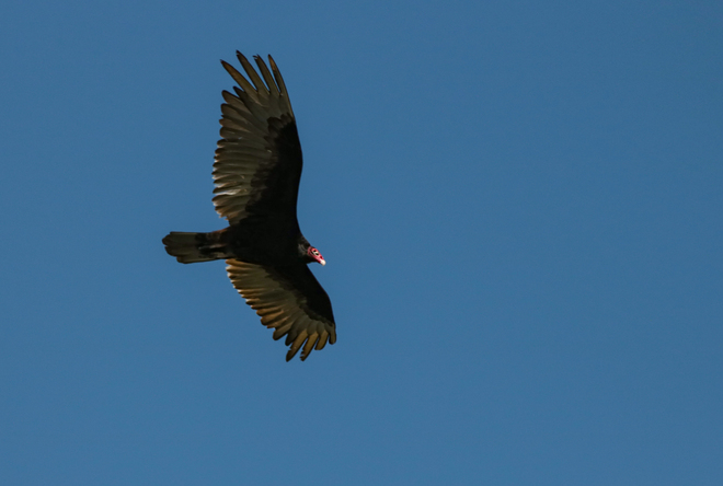 Turkey Vulture Soaring Toronto Islands, Ontario