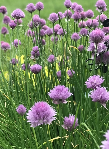 The garden chive gets very little attention but is so beautiful. Campbell River, British Columbia, CA