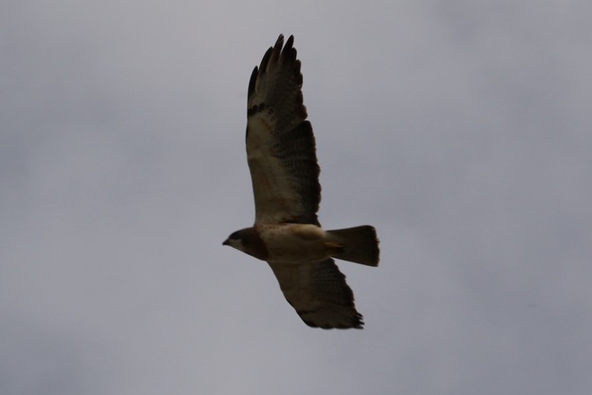 Hawk in Flight Kindersley, SK
