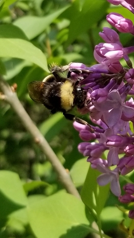 Bumblebee drinking deeply Algoma Mills, ON