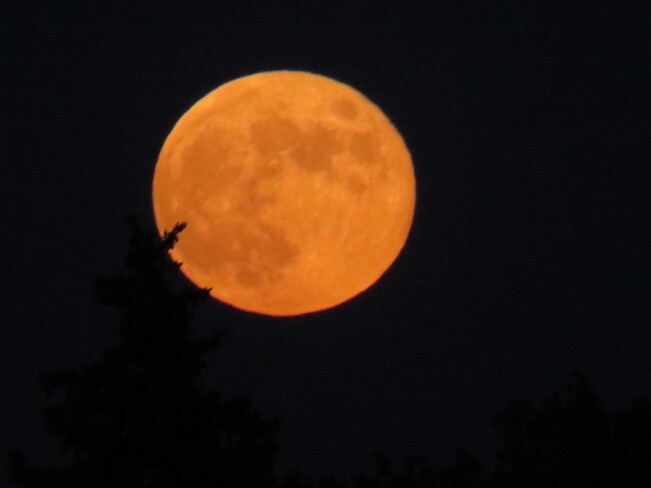 Strawberry Moon turns Copper in appearence Buffalo Pound Lake, Saskatchewan