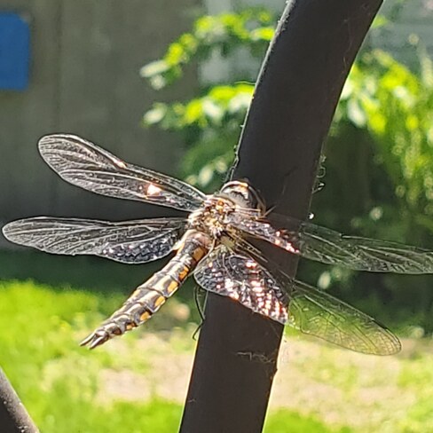 Backyard Dragonfly Carberry, MB