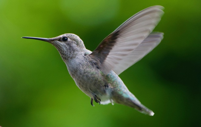 Backyard Hummingbird Saanich, BC