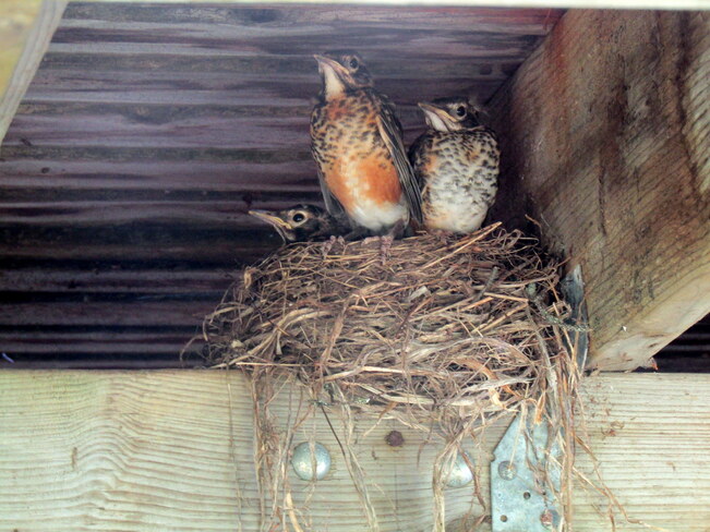Getting ready to leave the nest Ottawa, ON