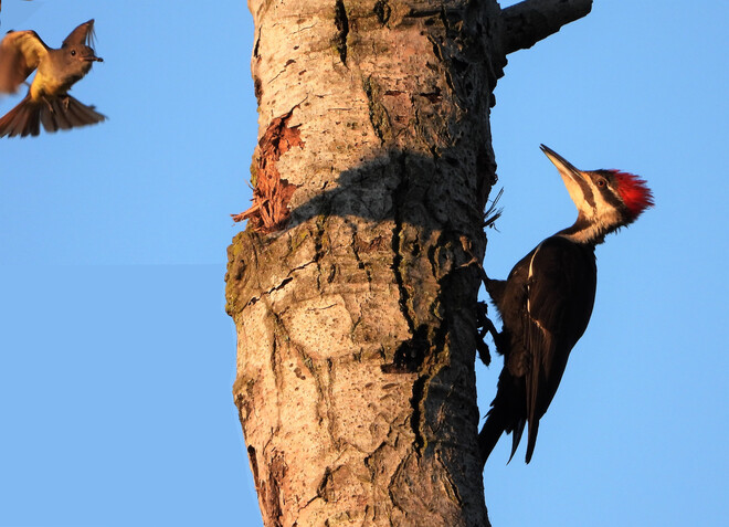 Female Pileated woodpecker London, ON