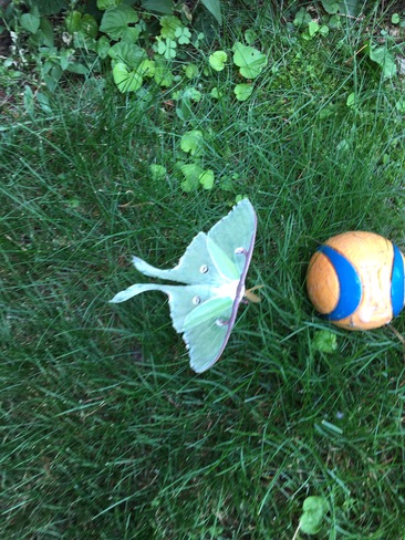 Canada Day brings luck with Luna Moth siting Thunder Bay