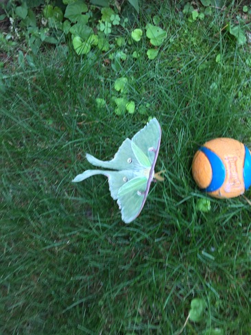 Canada Day brings luck with Luna Moth siting Thunder Bay