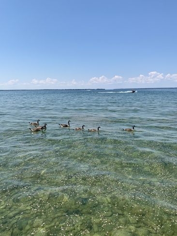 Geese swimming Port Bolster, Ontario, CA