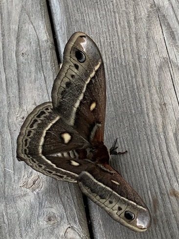 Moth St. Nicholas, Prince Edward Island, CA
