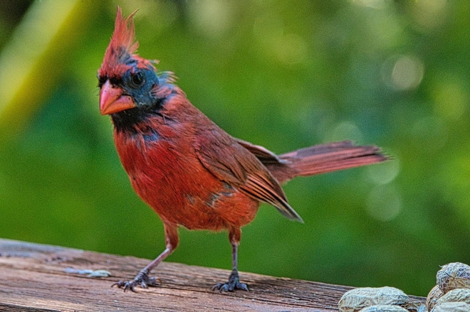 Hungry Cardinal Kingston, Ontario, CA