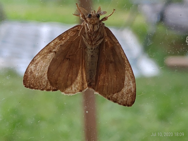 Gypsy Moth Brantford, ON