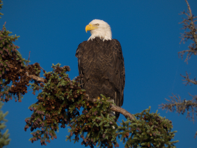 Perched Bald Eagle Sesekinika, ON