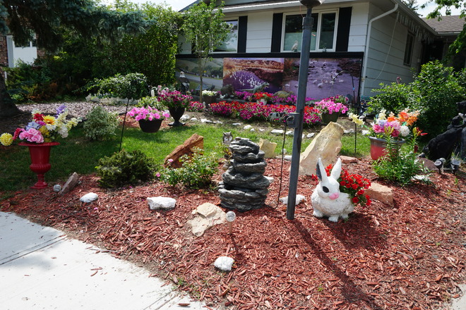 My front yard in full bloom. Regina, SK