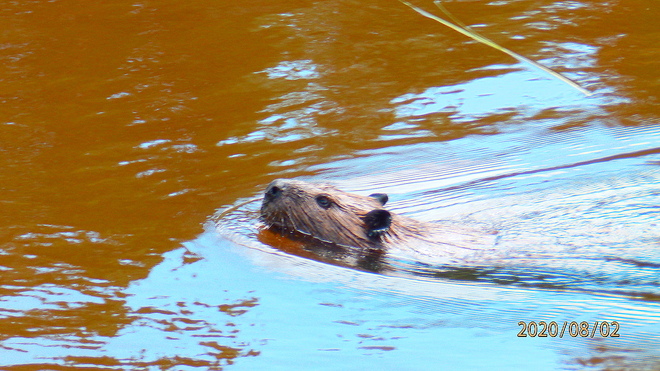 Busy as a beaver Thunder Bay, ON