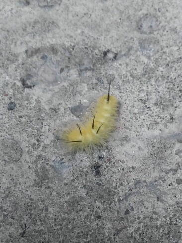 Dagger moth caterpillar Scarborough, ON