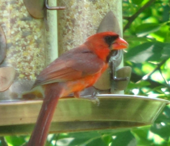 Cardinal rouge Terrebonne, QC