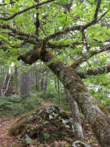 Old tree Annapolis, Nova Scotia, CA