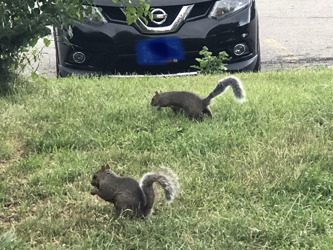 Squirrel Toronto, Ontario, CA