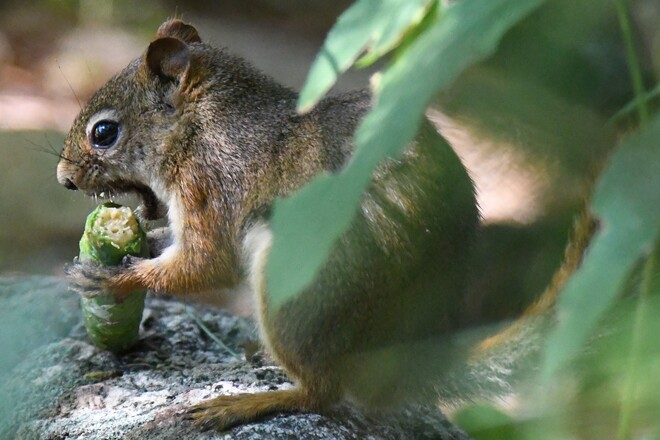 Hungry Squirrel Petawawa, ON