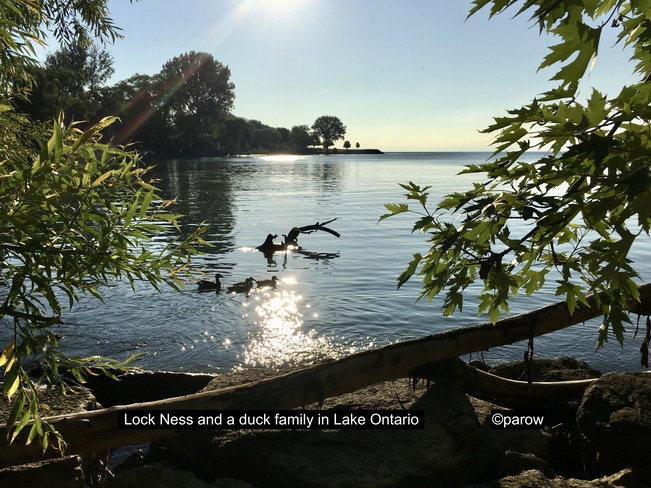 Ducks swimming past the Lock Ness monster #backyardweather 76 Colonel Samuel Smith Park Dr, Etobicoke, ON M8V 4B7, Canada