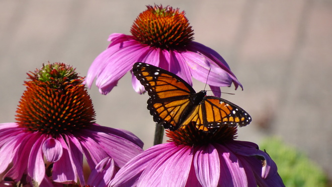 Pretty Monarch Butterfly & Echinachia Flower sudbury ont