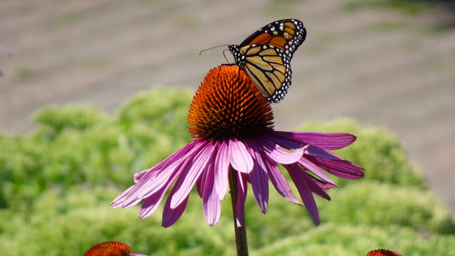 Pretty Monarch Butterfly & Echinachia Flower sudbury ont