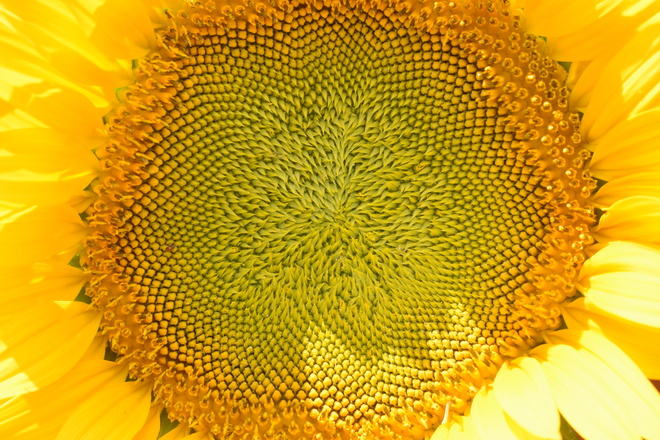 sunflower Leamington, ON