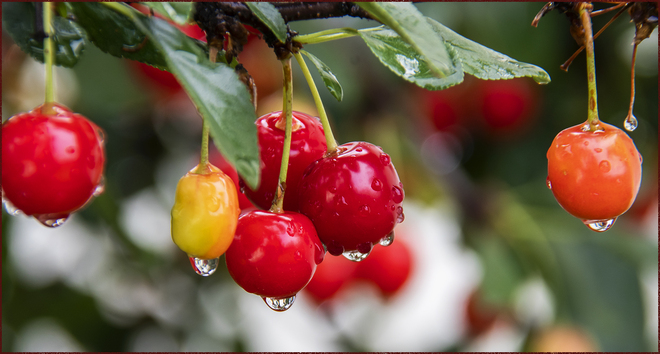Cherries In The Rain Calgary, AB