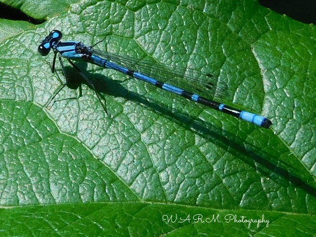 Dragonfly Port Alberni, BC