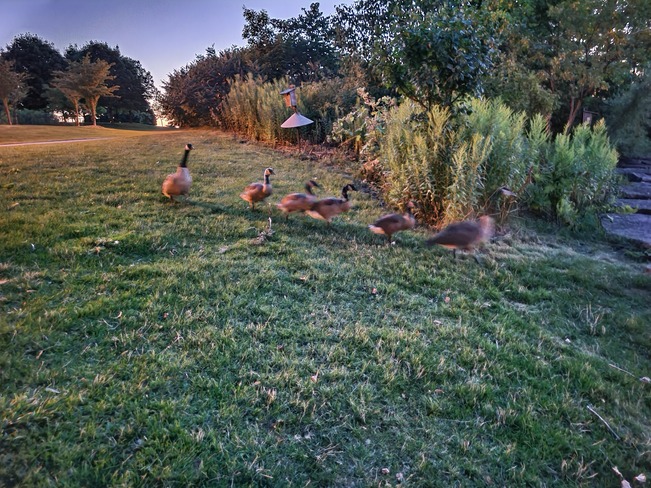 Geese flocking Hamilton, ON