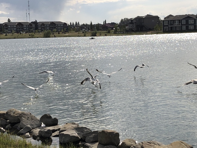 Seagulls... Strathmore, AB