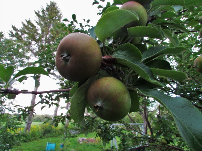La Pomme Chambord, QC