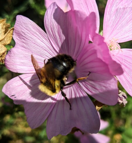 Buzzing on a Mallow Moncton, NB