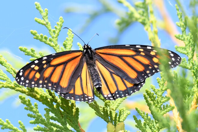Monarch Butterfly Petawawa, ON