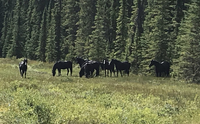 Wild horses of Alberta Nordegg, AB