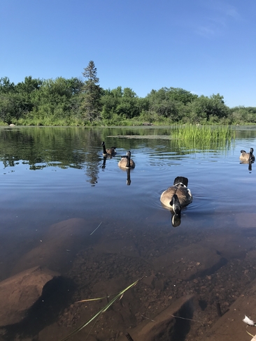 Geese on the pond Sault Ste. Marie, Ontario, CA