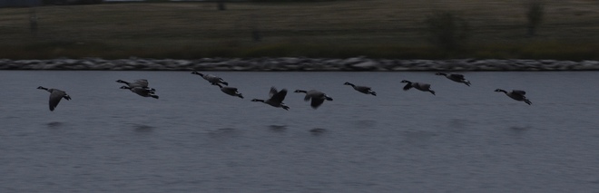 Canadian Geese Strathmore, AB