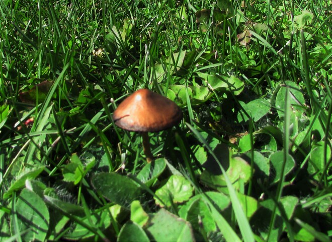 Le temps des champignons Chambord, QC