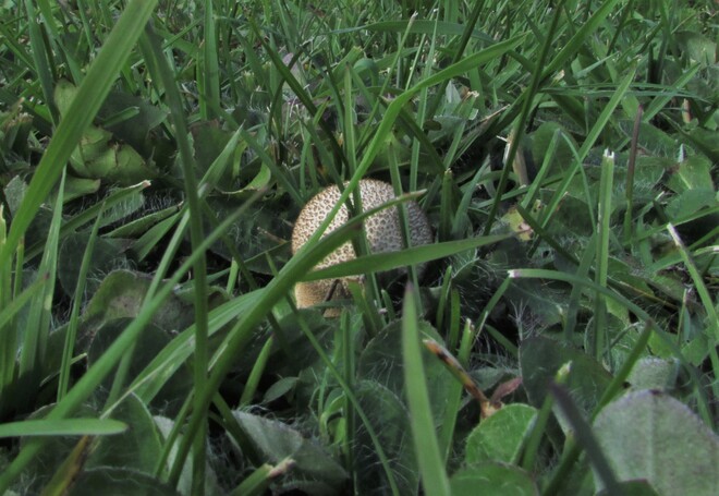 Le temps des champignons Chambord, QC