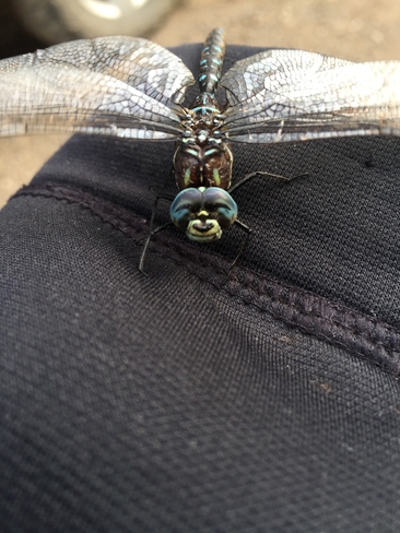Dragonfly Calgary, Alberta, CA